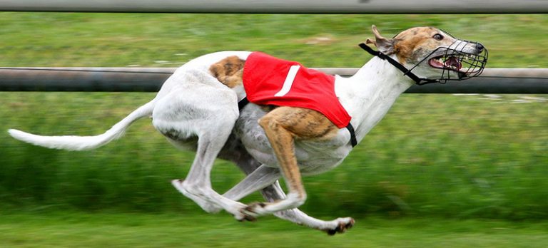 Greyhound racing betting